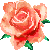 Blüte einer lachsfarbenen Rose