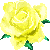 Blüte einer gelben Rose