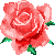 Blüte einer roten Rose