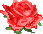 Blüte einer roten Rose